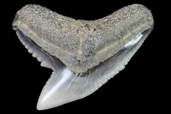 Colorful Fossil Tiger Shark (Galeocerdo) Tooth - Virginia #91842